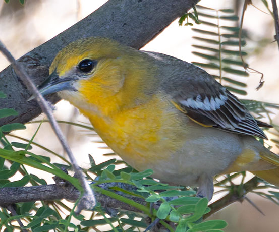 Bullock's Oriole Icterus bullockii 