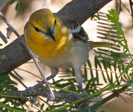 Bullock's Oriole Icterus bullockii 