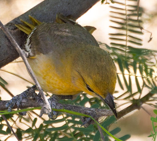 Bullock's Oriole Icterus bullockii 