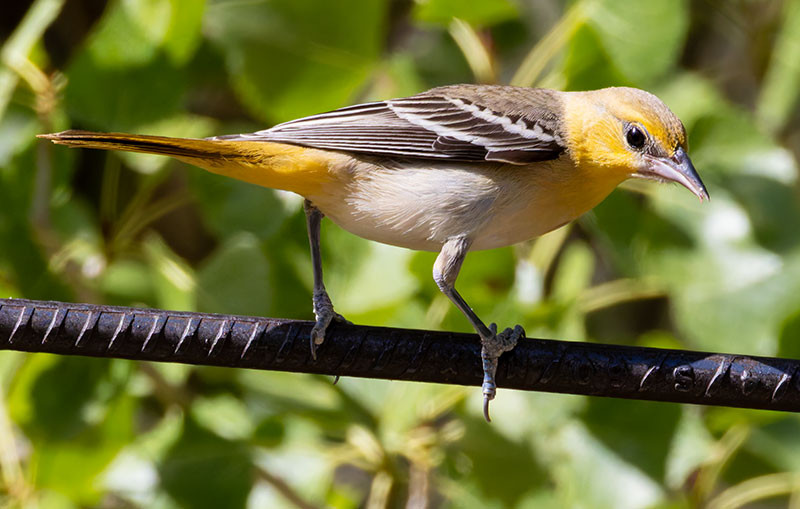 Bullock's Oriole Icterus bullockii 