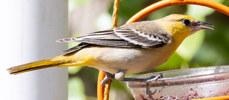 Bullock's Oriole Icterus bullockii 