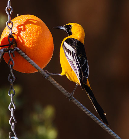 Hooded Oriole Icterus cucullatus