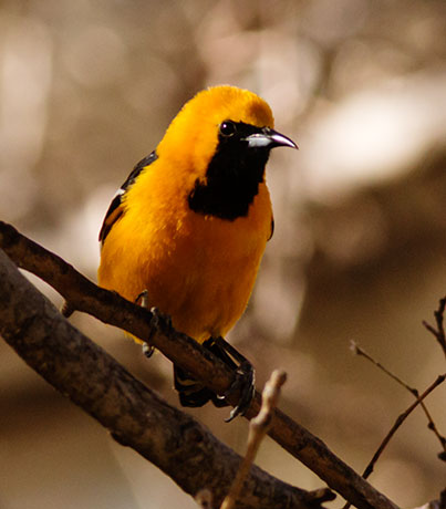 Hooded Oriole Icterus cucullatus