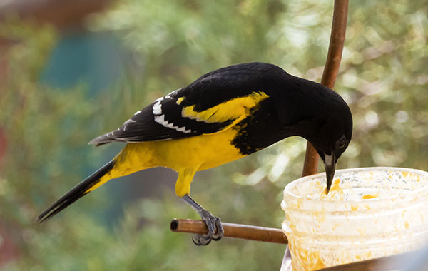 Scott's Oriole Icterus parisorum
