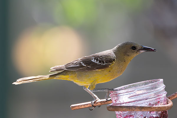Scott's Oriole Icterus parisorum