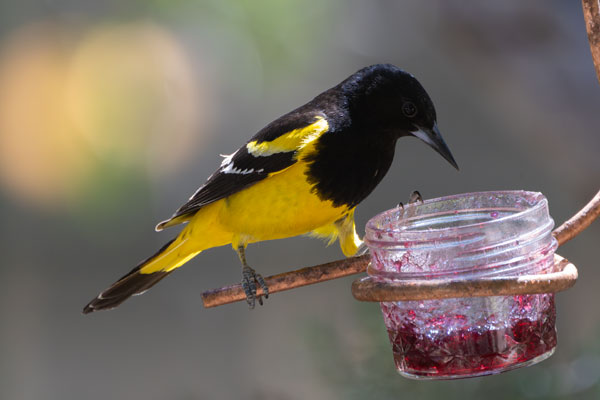 Scott's Oriole Icterus parisorum