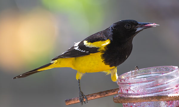 Scott's Oriole Icterus parisorum