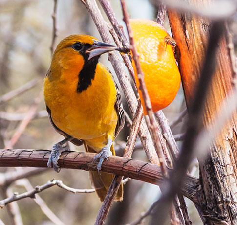 Streak-backed Oriole Icterus pustulatus  