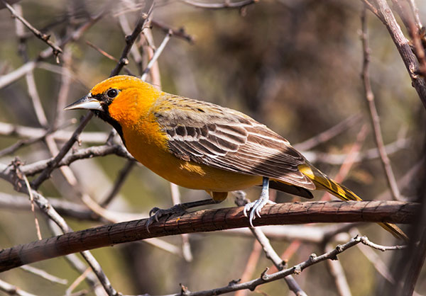Streak-backed Oriole Icterus pustulatus  