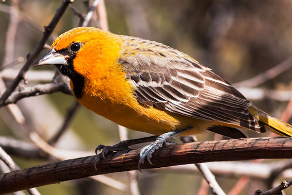 Streak-backed Oriole Icterus pustulatus  