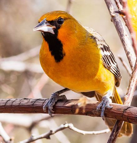 Streak-backed Oriole Icterus pustulatus  