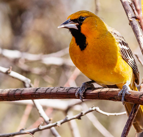 Streak-backed Oriole Icterus pustulatus  
