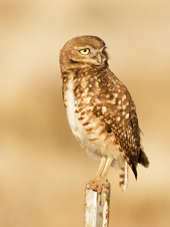 Burrowing Owl Athene cunicularia