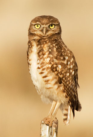 Burrowing Owl Athene cunicularia