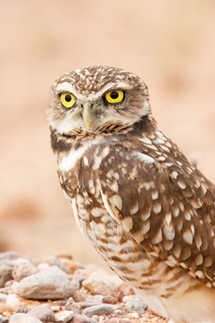 Burrowing Owl Athene cunicularia