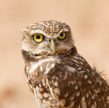Burrowing Owl Athene cunicularia