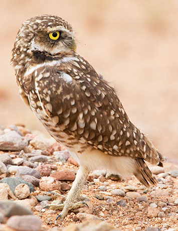 Burrowing Owl Athene cunicularia