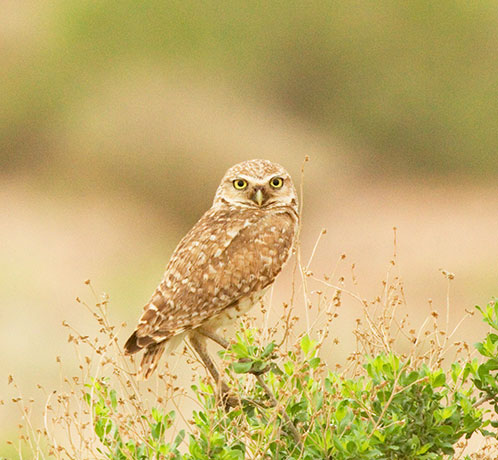 Burrowing Owl Athene cunicularia