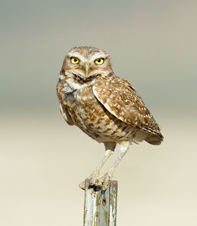 Burrowing Owl Athene cunicularia