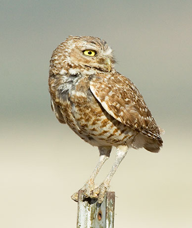 Burrowing Owl Athene cunicularia