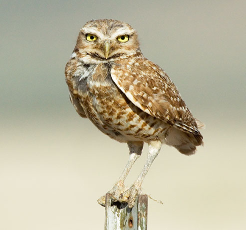 Burrowing Owl Athene cunicularia