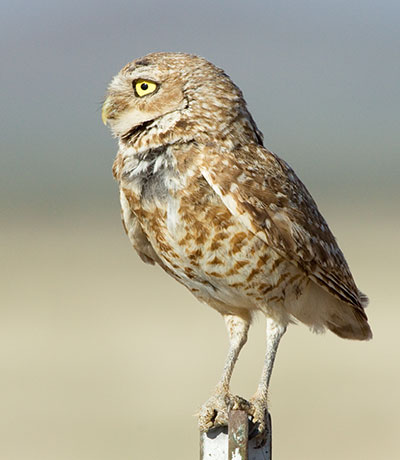 Burrowing Owl Athene cunicularia