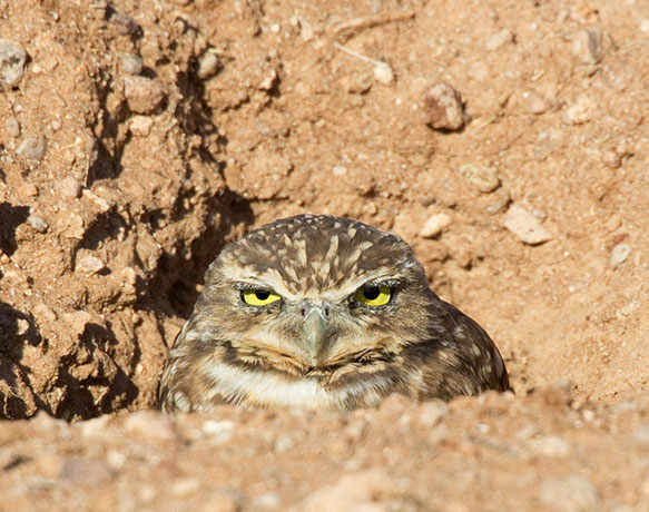 Burrowing Owl Athene cunicularia