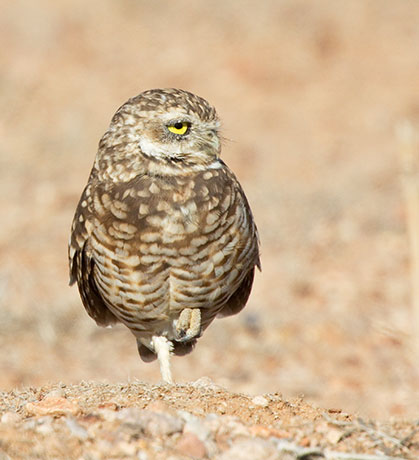 Burrowing Owl Athene cunicularia