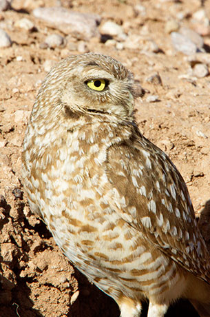Burrowing Owl Athene cunicularia