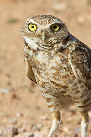 Burrowing Owl Athene cunicularia