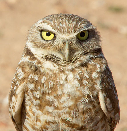 Burrowing Owl Athene cunicularia