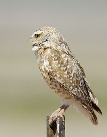 Burrowing Owl Athene cunicularia