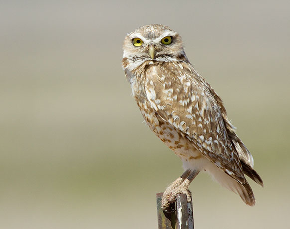 Burrowing Owl Athene cunicularia