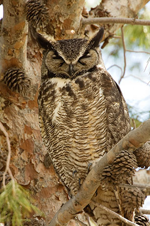 Great Horned Owl Bubo virginianus