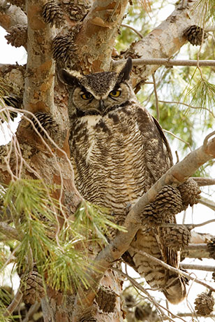 Great Horned Owl Bubo virginianus
