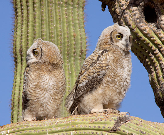 Great Horned Owl Bubo virginianus