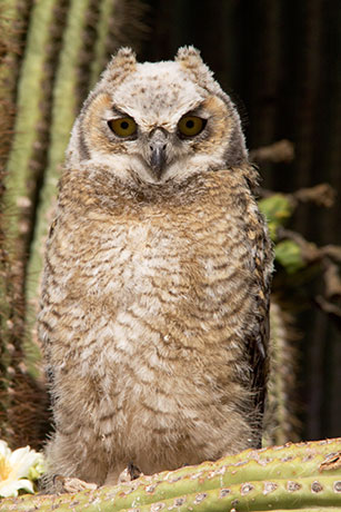 Great Horned Owl Bubo virginianus