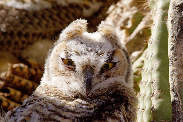 Great Horned Owl Bubo virginianus