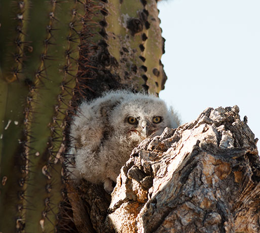 Great Horned Owl Bubo virginianus