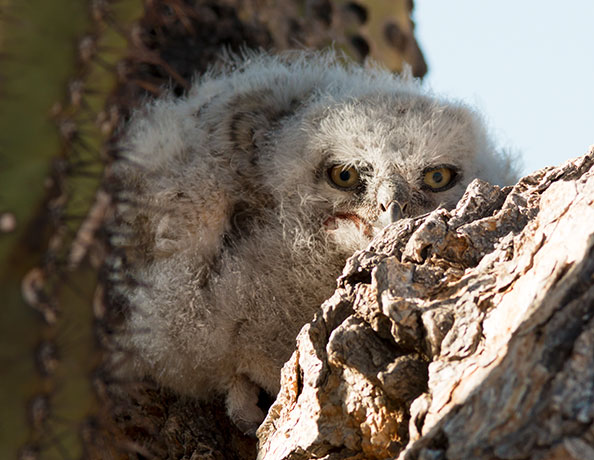 Great Horned Owl Bubo virginianus