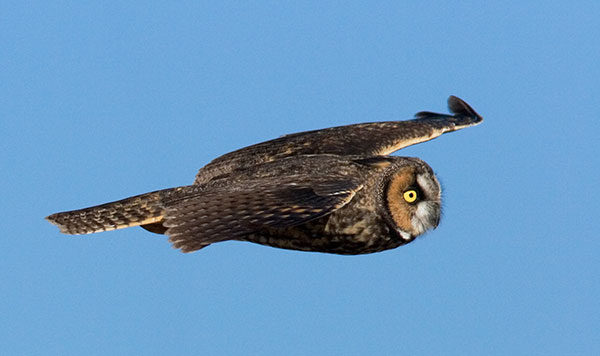 Long-eared Owl Asio otus