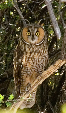Long-eared Owl Asio otus