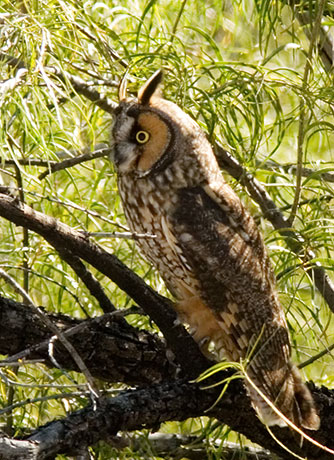Long-eared Owl Asio otus