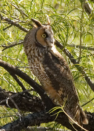 Long-eared Owl Asio otus