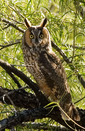 Long-eared Owl Asio otus