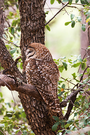Mexican Spotted Owl Strix occidentalis lucida 