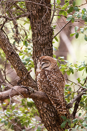 Mexican Spotted Owl Strix occidentalis lucida 