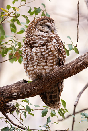 Mexican Spotted Owl Strix occidentalis lucida 