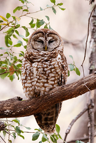 Mexican Spotted Owl Strix occidentalis lucida 