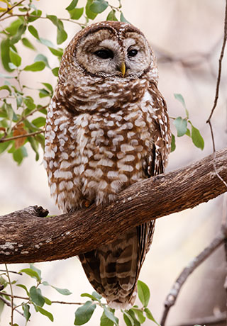 Mexican Spotted Owl Strix occidentalis lucida 